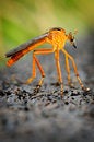 Free Hanging Thief Robber Fly Royalty Free Stock Photo - 8985805