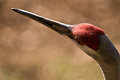 Free Sandhill Crane (Grus Canadensis) Royalty Free Stock Photo - 8985825
