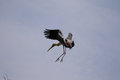 Free Painted Stork Royalty Free Stock Images - 8985899