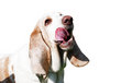 Free Basset On A White Background Stock Photography - 8986092