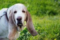 Free Basset On Green Grass Stock Image - 8986101