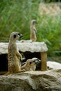 Free Meerkat Royalty Free Stock Photos - 8986358