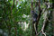 Free Zanzibar Collobus Monkey Royalty Free Stock Photo - 8981165