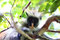 Free Zanzibar Collobus Monkey Royalty Free Stock Image - 8981186
