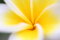 Free Macro Frangipani Stock Photography - 8981412