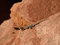 Free Lizard Royalty Free Stock Photo - 8983095