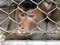 Free Monkey Stock Photography - 8985012