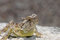 Free Phrynosoma Cornutum Stock Image - 8985261