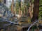 Free Trail Through Fallen Trees Stock Image - 8985291