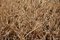 Free Golden Dry Grass Stock Photos - 8986973