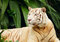 Free White Tiger Royalty Free Stock Image - 8989936