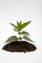 Free Green Plant In Soil Royalty Free Stock Image - 8991226