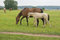 Free Horse With Her Foal Stock Photography - 8994052