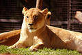 Free Lioness Royalty Free Stock Image - 90566