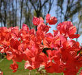 Free Bougainvillae Closeup Royalty Free Stock Photos - 90878