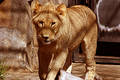Free Male Lion Royalty Free Stock Photography - 91047