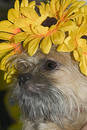 Free Cute Hairy Dog Stock Images - 91274