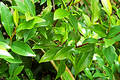 Free Magnolia Bush Royalty Free Stock Images - 92929