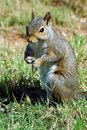 Free Squirrel Royalty Free Stock Photography - 900777