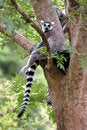 Free Ring Tail Lemur Stock Images - 902654
