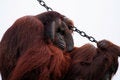 Free Orang Utan Holding A Chain Royalty Free Stock Photo - 903185