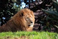Free Calm Lion Royalty Free Stock Photography - 904137