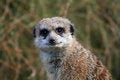 Free Meerkat Staring Stock Image - 904291