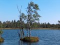 Free Tree On An Isle In A Moorlake Royalty Free Stock Image - 905266