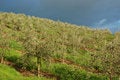 Free Vineyard Landscape Stock Photography - 906292