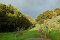 Free Vineyard Landscape Royalty Free Stock Image - 906306