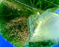Free Lemonade Stock Photos - 907683