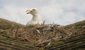 Free Seagull & Nest Stock Photography - 908332