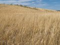 Free Yellow Meadow Royalty Free Stock Photography - 909927