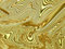 Free Golden Frenzy Royalty Free Stock Image - 903946