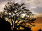 Free Tree In Sunset Stock Images - 904394