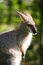 Free Wallaby Head Royalty Free Stock Photo - 904425