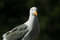 Free Western Gull Royalty Free Stock Photo - 904785