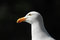 Free Western Gull, Head Stock Photos - 904793