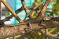 Free Lizard On The Tree Stock Image - 9004991