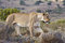 Free Lioness On The Hill Royalty Free Stock Photos - 9005638