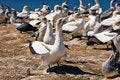 Free Gannet 06 Royalty Free Stock Photo - 9013905