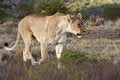 Free Lioness Walking Royalty Free Stock Photo - 9018095