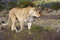 Free Lioness Walking Royalty Free Stock Photo - 9018095