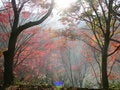 Free Morning Autumn Leaves Royalty Free Stock Images - 9029039