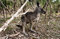 Free Kangaroo Stock Photo - 9025720