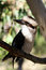 Free Kookaburra Royalty Free Stock Images - 9025779