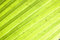 Free Leaf Abstract Royalty Free Stock Photography - 9025797