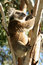 Free Sleeping Koala Royalty Free Stock Photography - 9026567