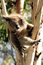 Free Sleeping Koala Stock Photos - 9026933