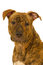 Free Staffordshire Terrier Dog Royalty Free Stock Images - 9027129